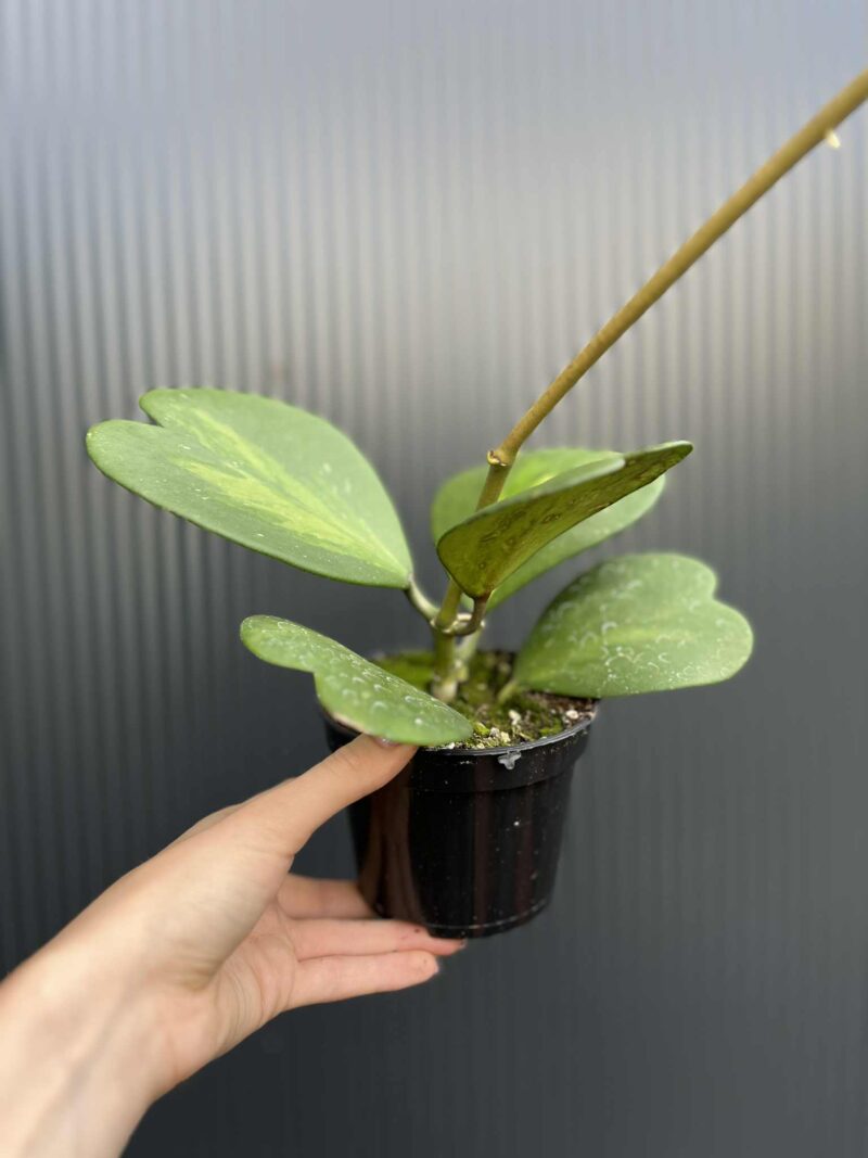 Hoya Kerri Variegata