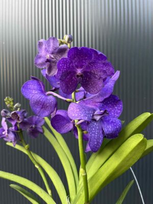Storczyk Vanda 3