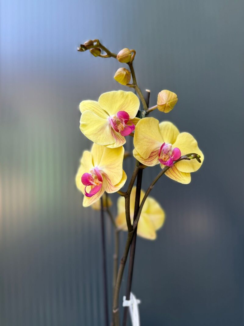Phalaenopsis Sin-Yaun Golden Beauty Solid Gold | Storczyk przekwitający