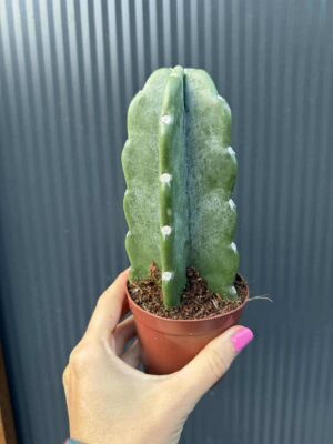 Kaktus ‘Cuddly’