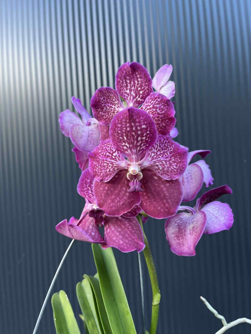 Storczyk Vanda “Hybryda Special ” 6