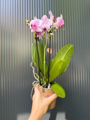 Phalaenopsis Multiflora Rotterdam | Storczyk