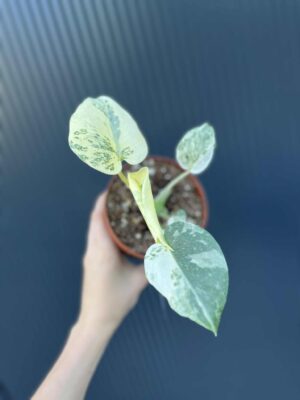 Monstera creme brulée