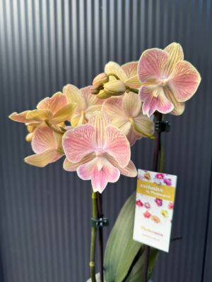 phalaenopsis harck mermaid | Storczyk