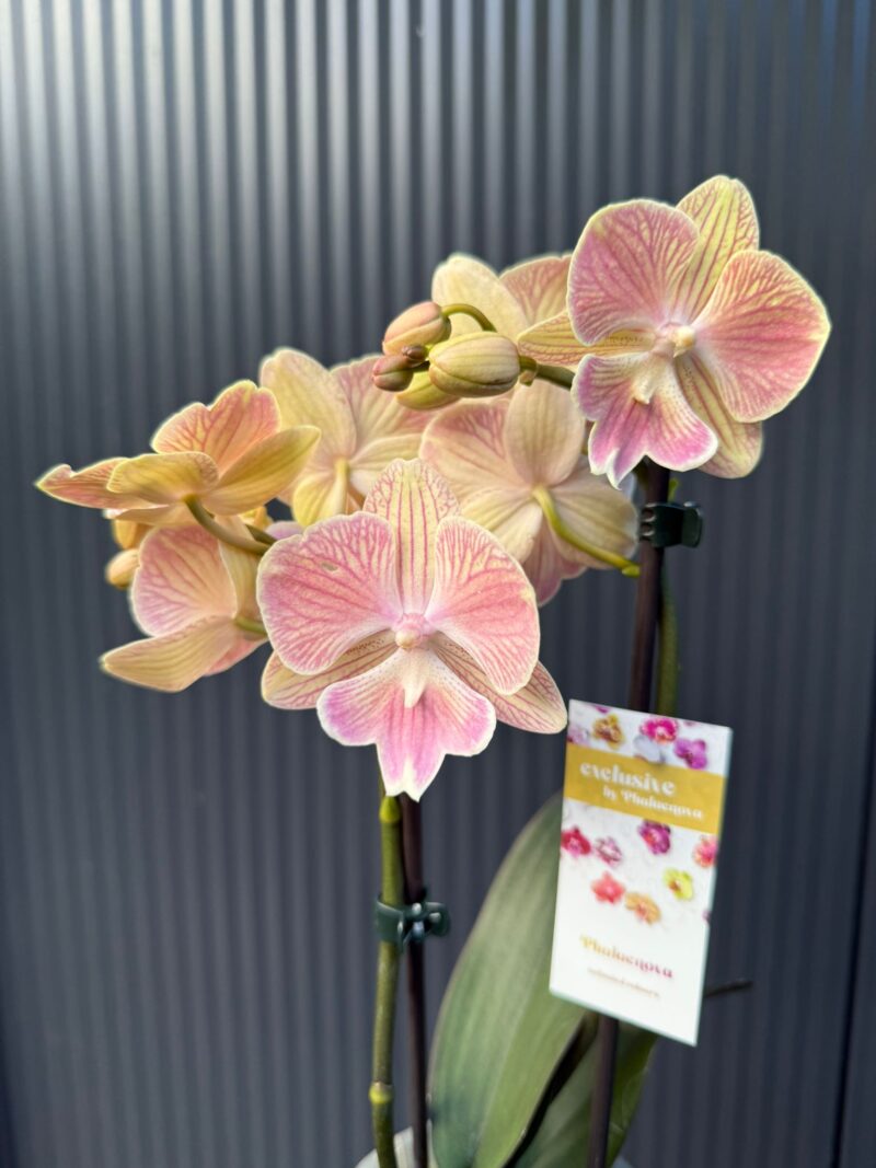 phalaenopsis harck mermaid | Storczyk