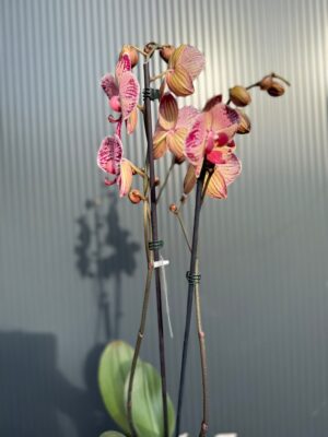 phalaenopsis paisaje | Storczyk