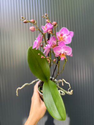 Phalaenopsis Multiflora Switzerland | Storczyk