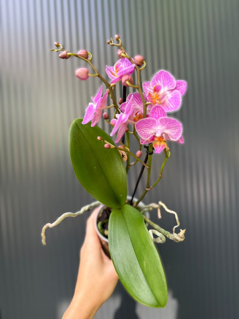 Phalaenopsis Multiflora Switzerland | Storczyk