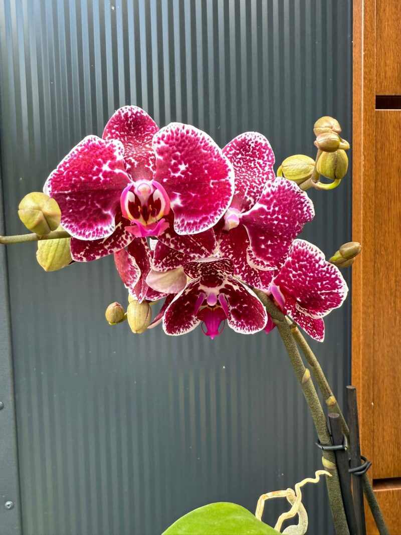 Phalaenopsis Spirit Red | Storczyk Przekwitnięty