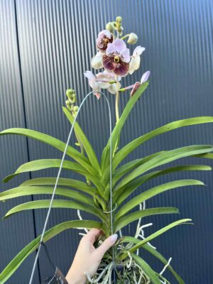 Storczyk Vanda “Hybryda Special ” 4