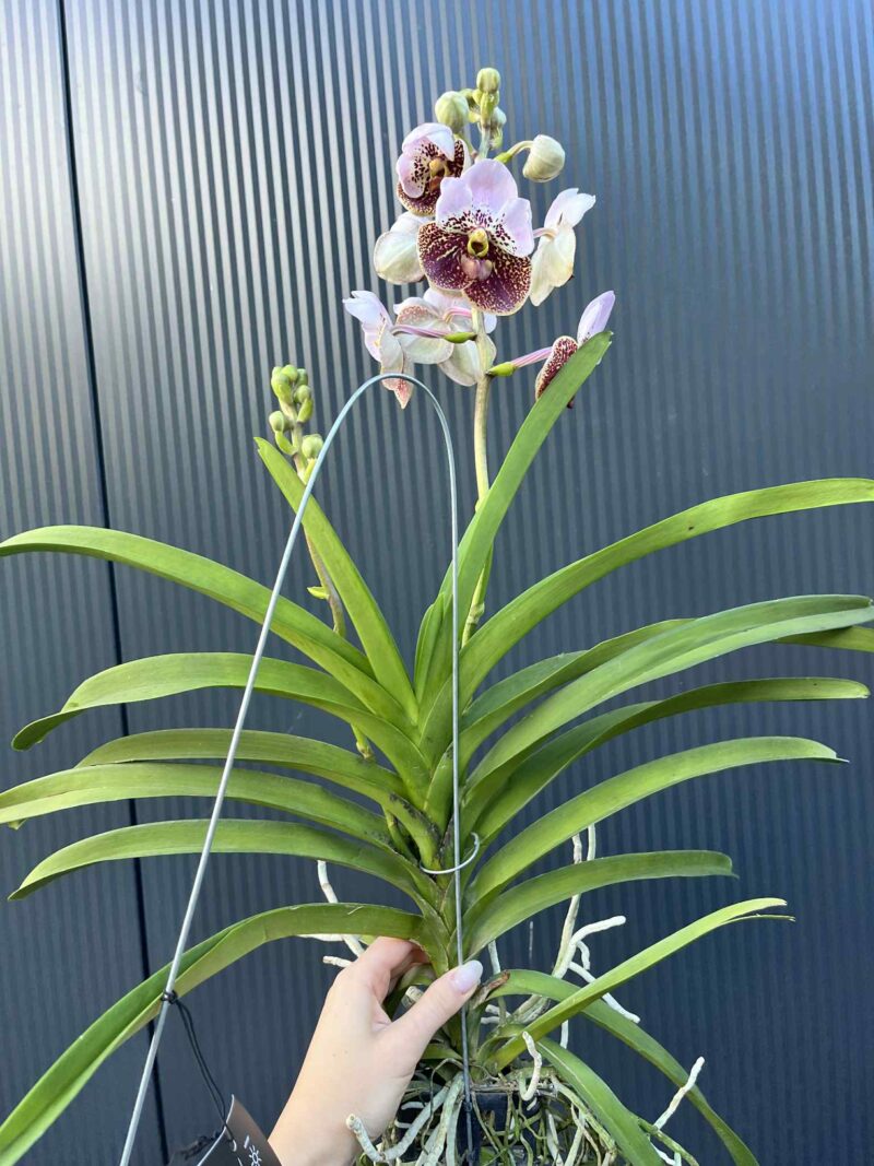 Storczyk Vanda “Hybryda Special ” 4