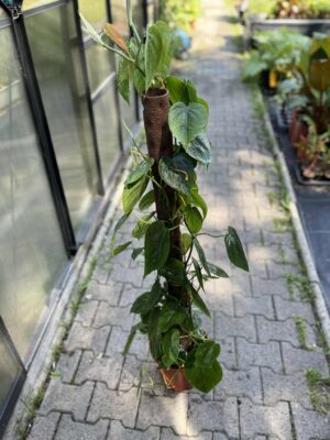 Philodendron scandens
