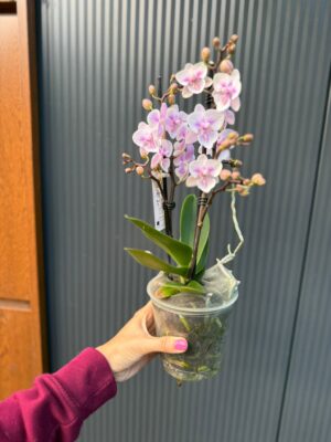 Phalaenopsis pink bubble big lip | Storczyk