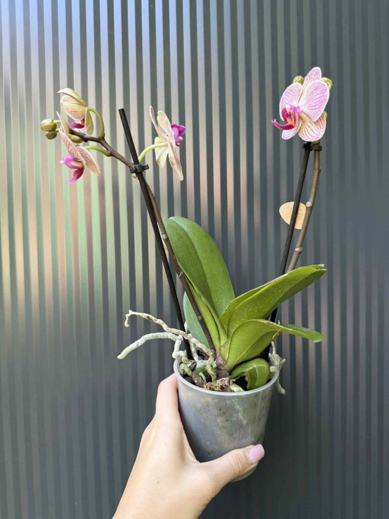 Phalaenopsis ‘France’ | Storczyk