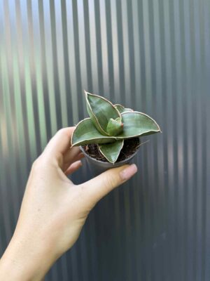 Sansevieria Samurai