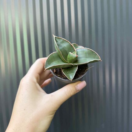 Sansevieria Samurai