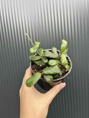 Hoya Rotundiflora
