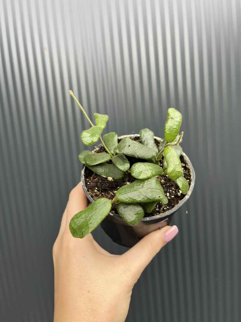 Hoya Rotundiflora