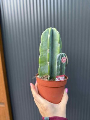 Kaktus ‘Cuddly’