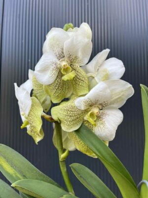 Storczyk Vanda “Hybryda Special ” 1