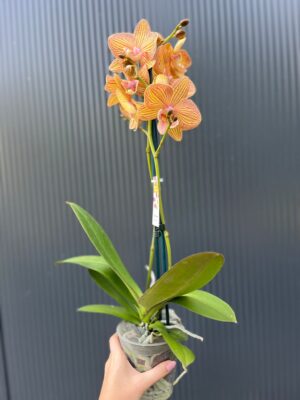 Phalaenopsis Orange Anastasia | Storczyk