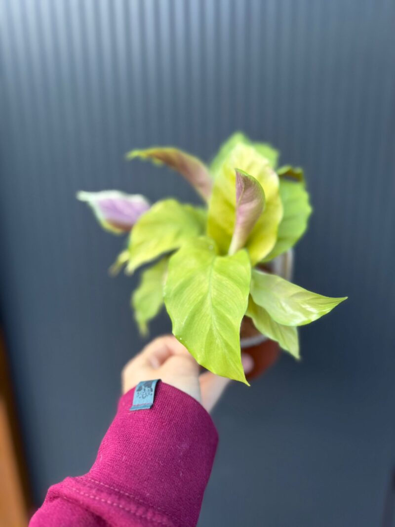 Calathea yellow fusion