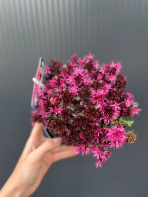 Sedum ‘Spot On Deep Rose’ – Rozchodnik kaukaski