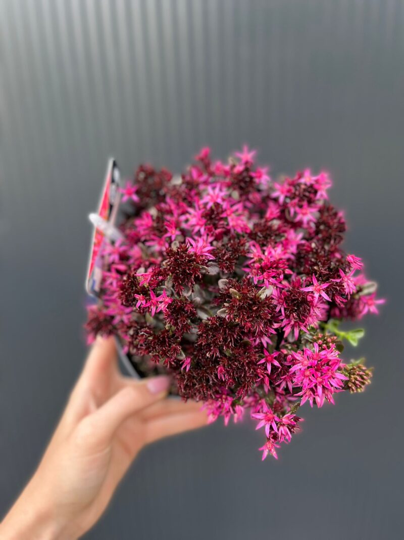 Sedum ‘Spot On Deep Rose’ – Rozchodnik kaukaski