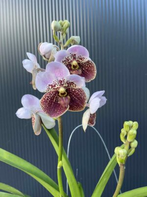 Storczyk Vanda “Hybryda Special ” 4