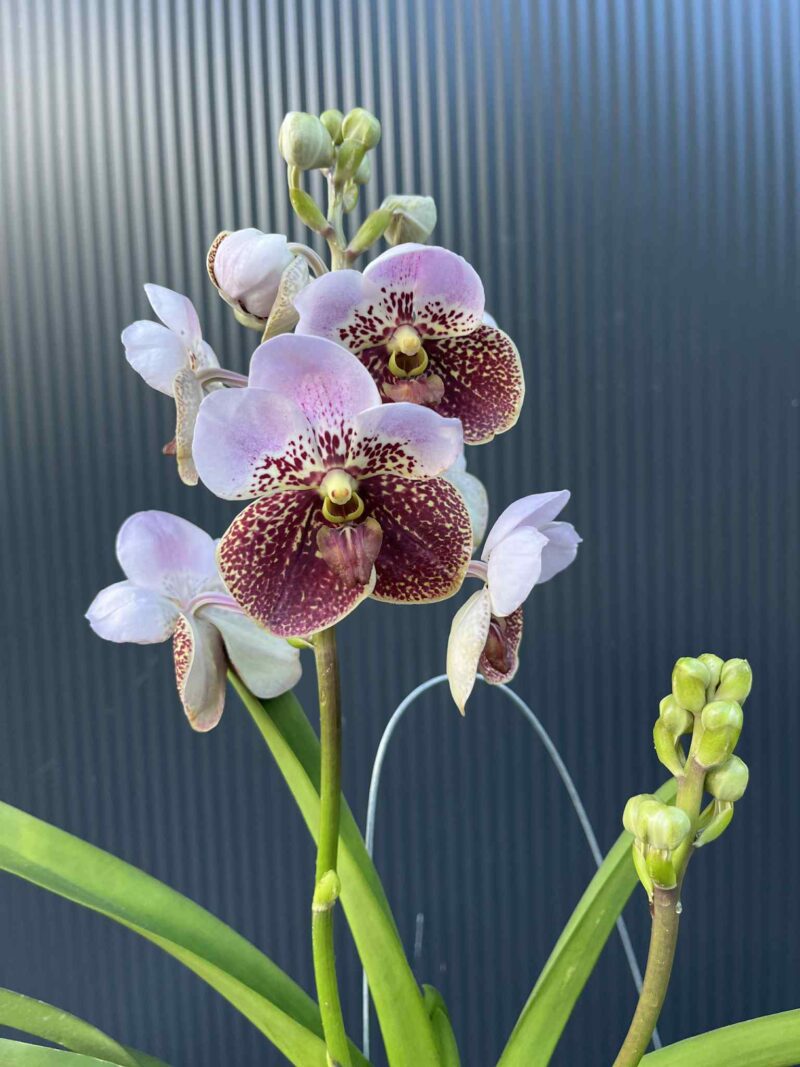 Storczyk Vanda “Hybryda Special ” 4