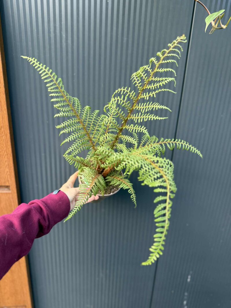 Paproć drzewiasta „Highland Lace” | Paprotka