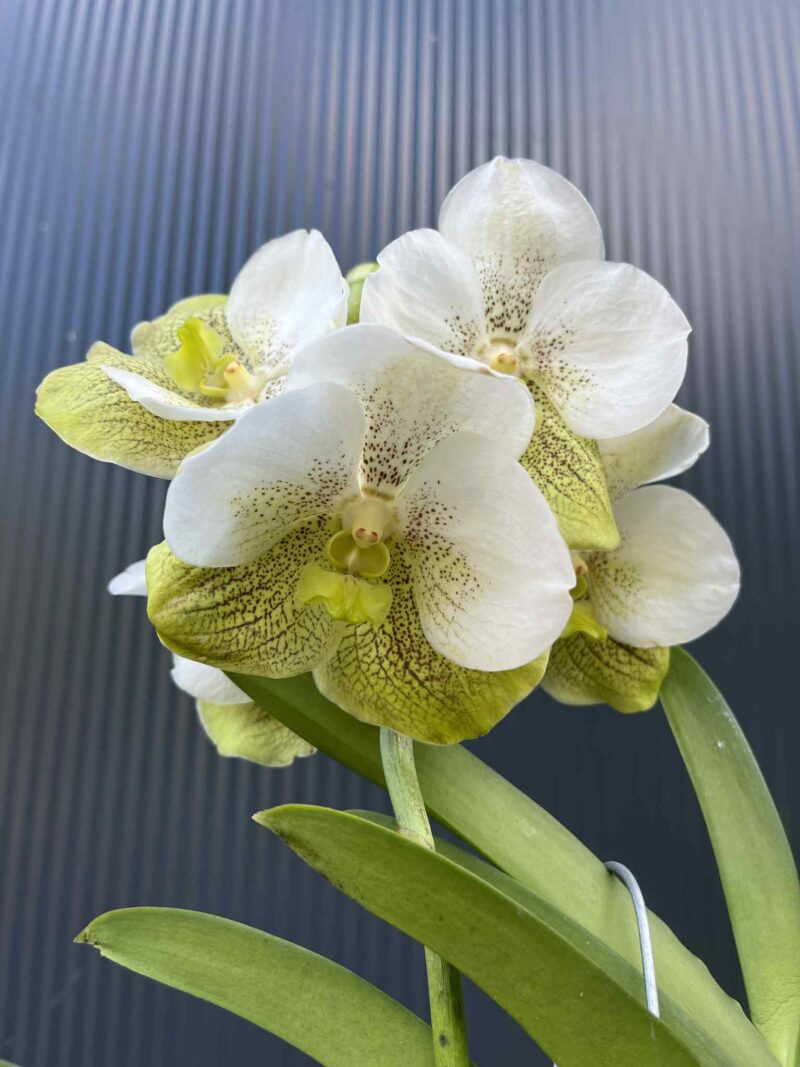 Storczyk Vanda “Hybryda Special ” 3