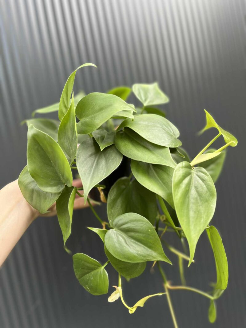 Philodendron Scandens