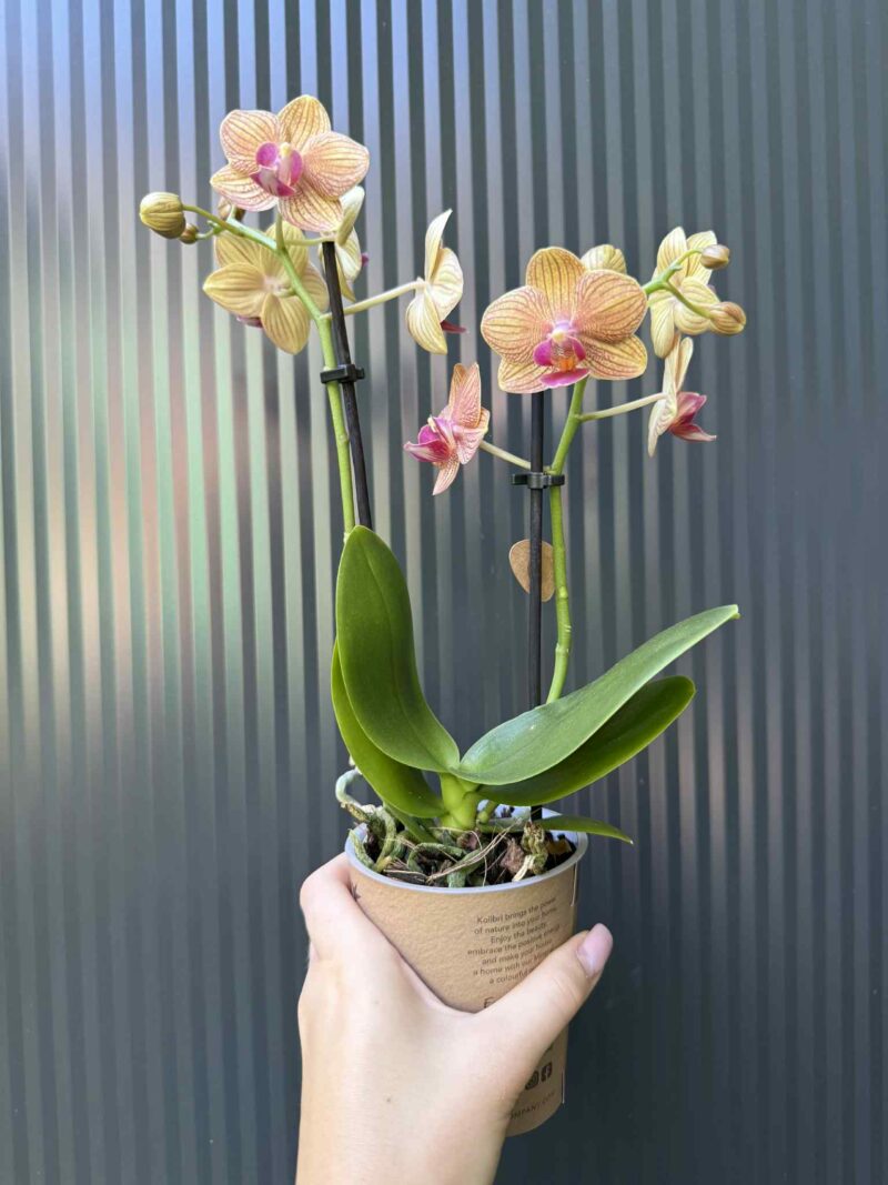 Phalaenopsis ‘Jamaica’ | Storczyk