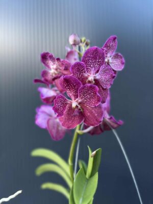 Storczyk Vanda “Hybryda Special ” 6