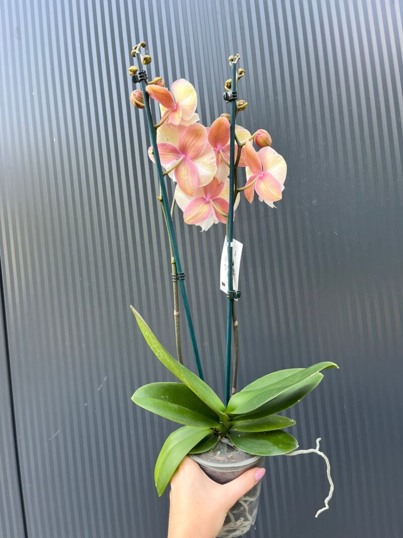 Phalaenopsis Tina | Storczyk