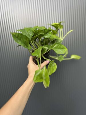 Epipremnum Global Green