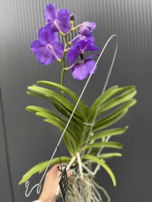 Storczyk Vanda 7 przekwitająca