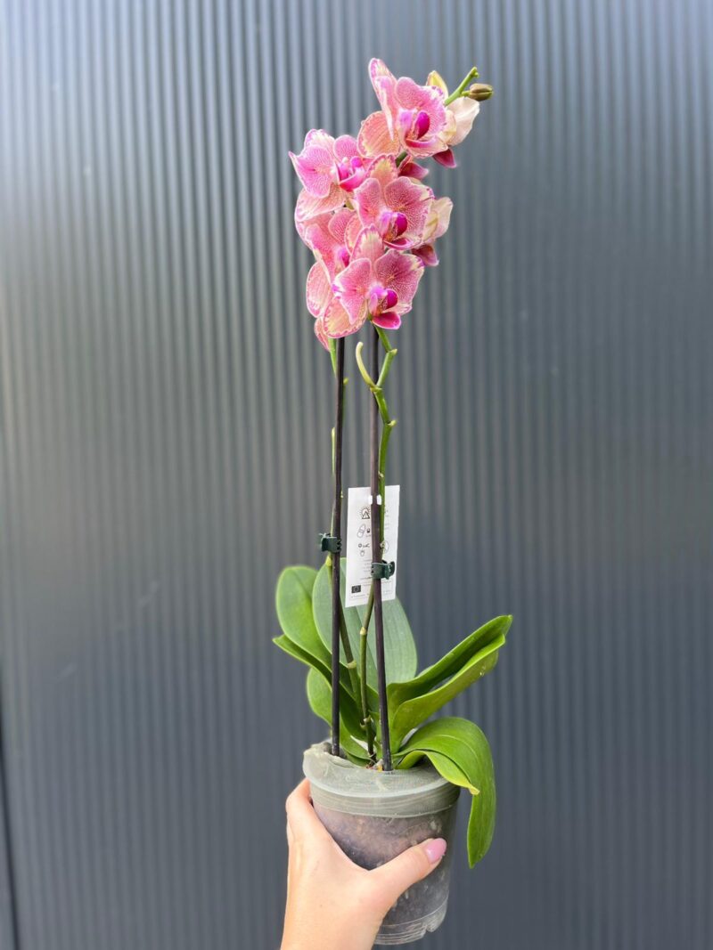 Phalaenopsis Pirate picotee peloric butterfly | Storczyk