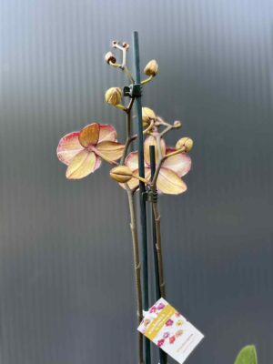 Phalaenopsis Chocolate “Kizz” | Storczyk
