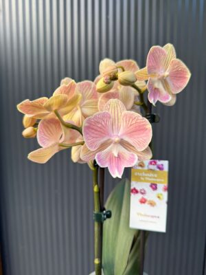 phalaenopsis harck mermaid | Storczyk