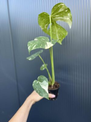 Monstera Thai