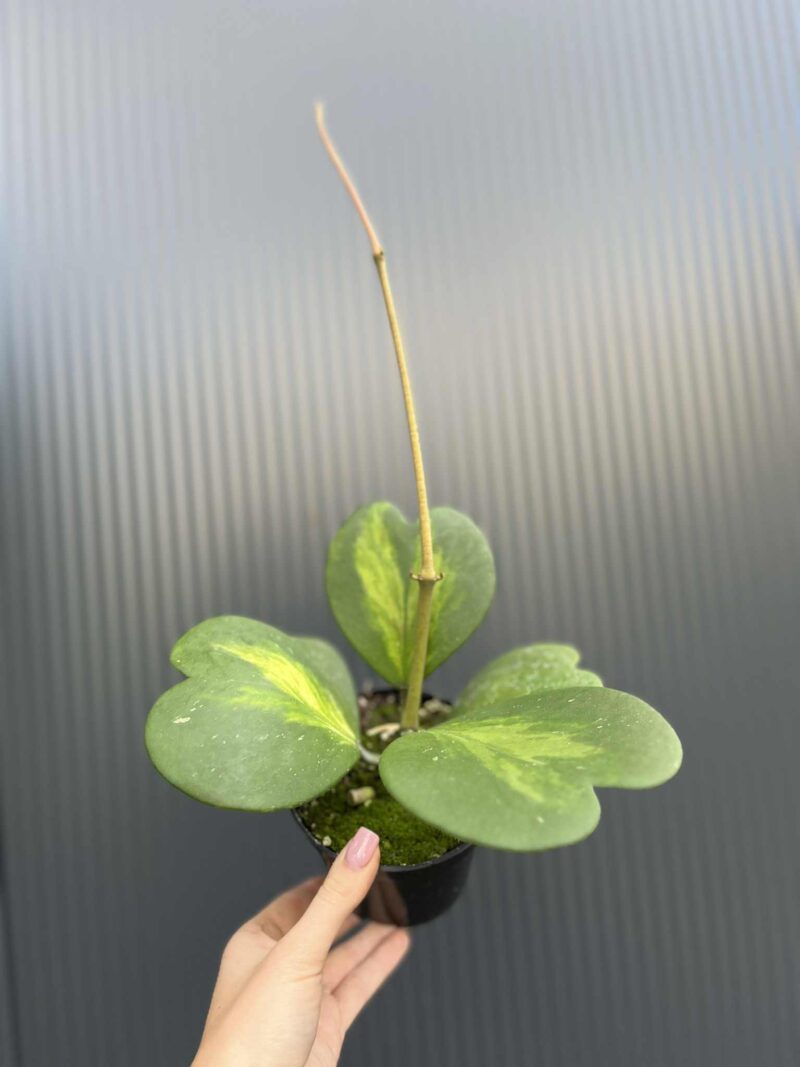 Hoya Kerri Variegata