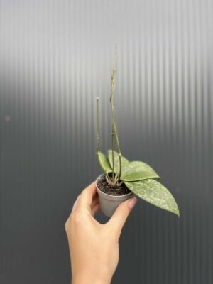Hoya Wibergiae