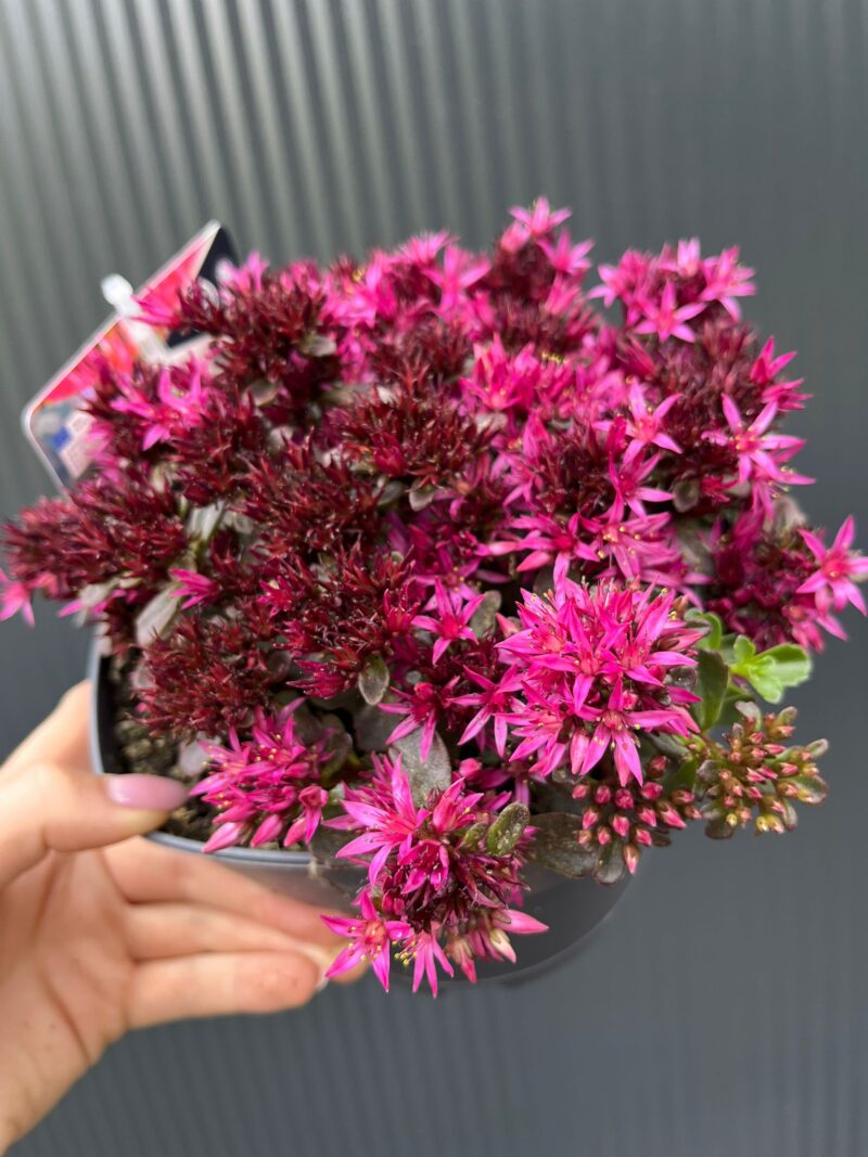 Sedum ‘Spot On Deep Rose’ – Rozchodnik kaukaski