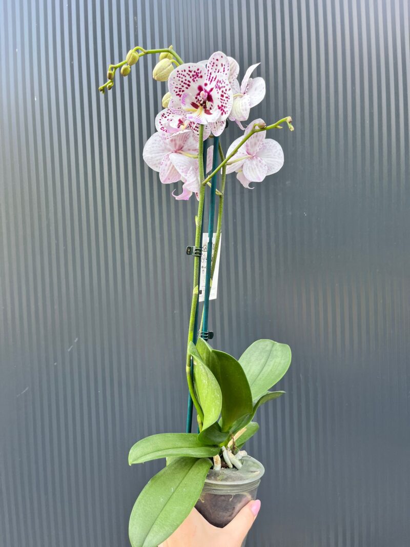 Phalaenopsis Zoe | Storczyk