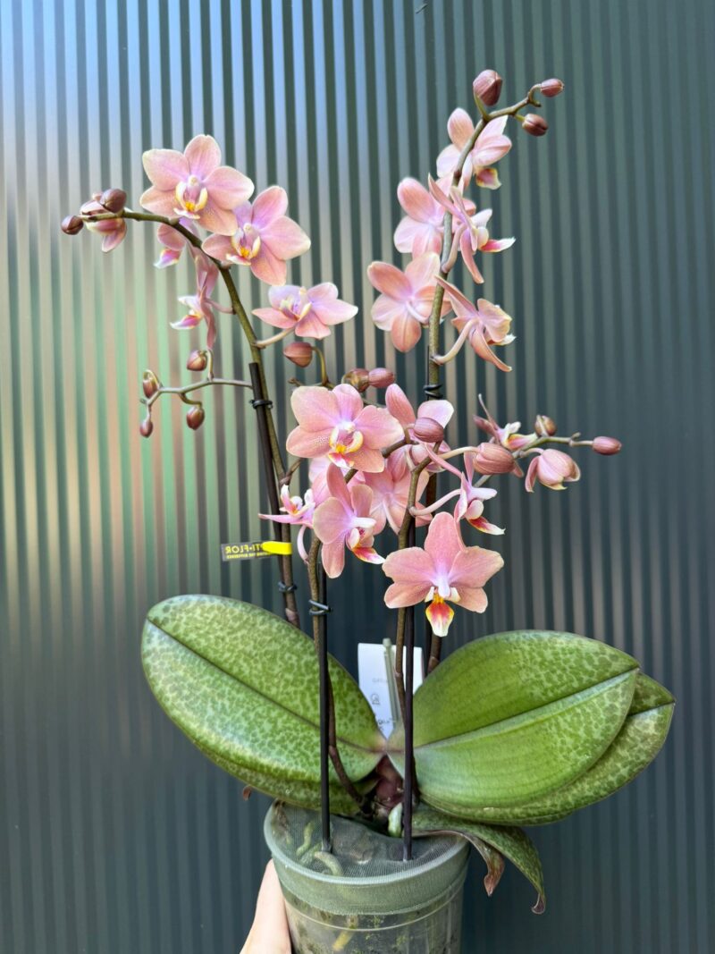 Phalaenopsis Multiflora ‘Aromio Sweet’ | Storczyk pachnący