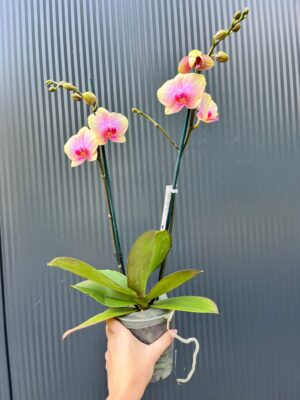 Phalaenopsis Malmo | Storczyk