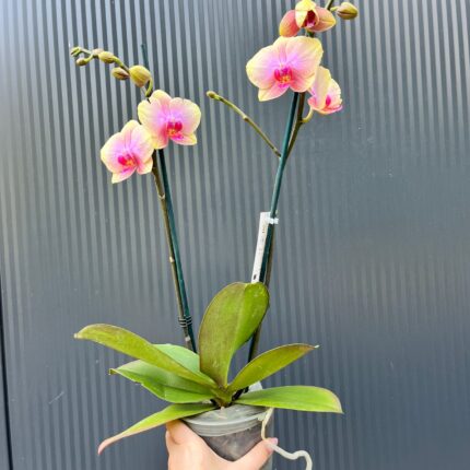 Phalaenopsis Malmo | Storczyk