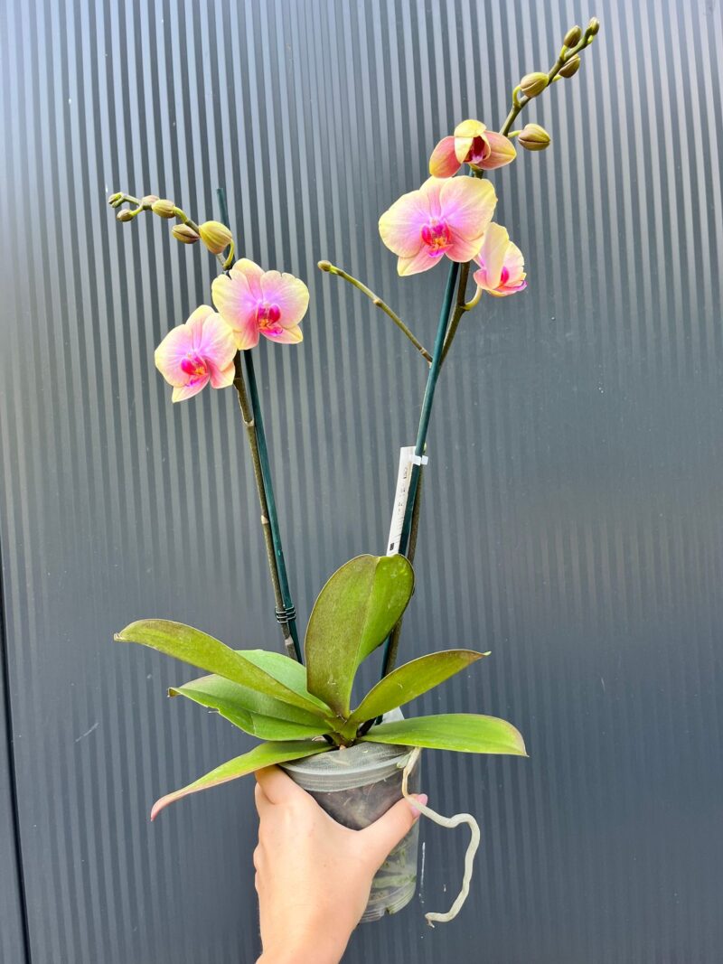 Phalaenopsis Malmo | Storczyk